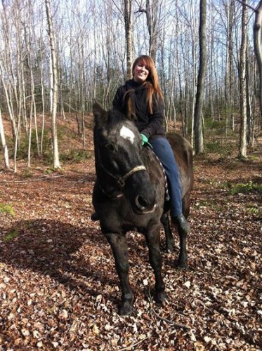 Canadienne // Percheron