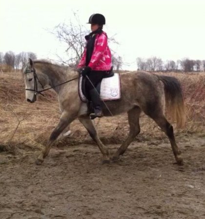 Ma petite arabe en Dressage après 6 mois de travail :) On est...