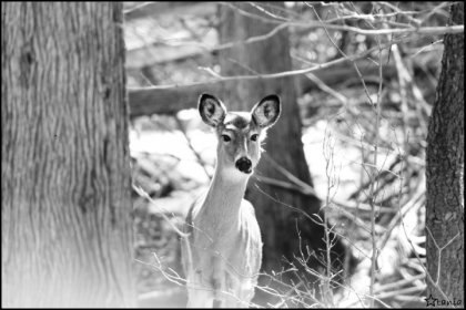 Cerf dans les bois - photo noir et blanc