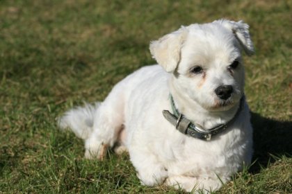 Mon petit chien Flocon nous a quitter ce lundi de P&acirc;ques :( je...