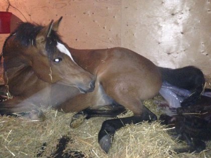 Il est enfin né! un superbe poulain par *Pogrom et Jabar Tresor!...