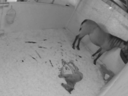 Petite photo de bb qui dort, monsieur est une vraie girafe, de...