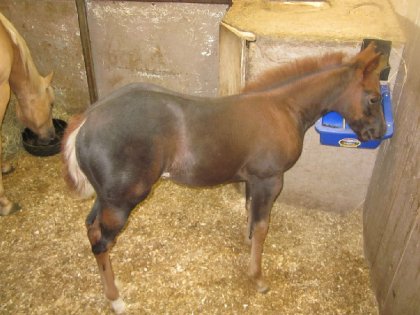 Belle Holly, 7 semaines :) 