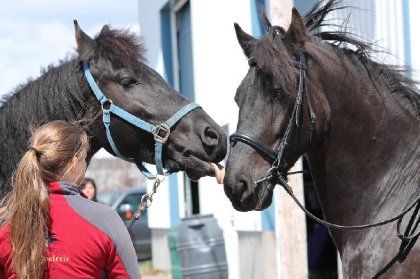 Bisou xx / Frison  -*Salon du Cheval 2014*-