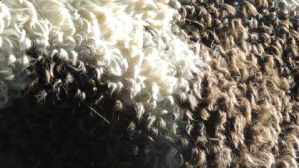 la toison de mon curly 