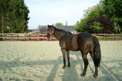 Cheval dans un man&egrave;ge