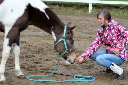 Paint horse avec licou et laisse turquoise