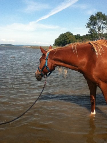 Cheval avec les pieds dans l'eau