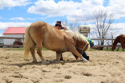 cheval palomino