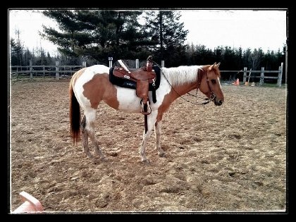 Cheval pie sellé western