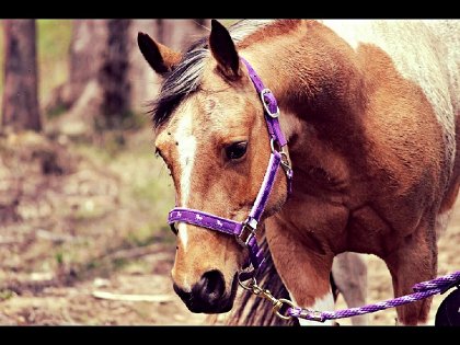 Jument Paint Horse avec licou mauve
