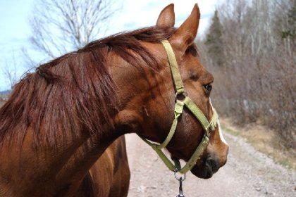 Tête d'un paint-horse avec licou vert