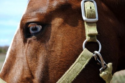 Gros plan sur la tête d'un paint-horse
