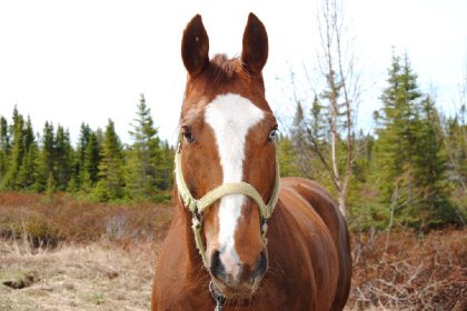 Portrait d'un paint-horse