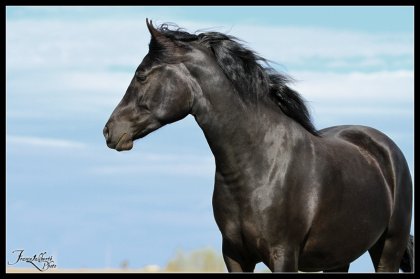 Jument Partbred Morgan