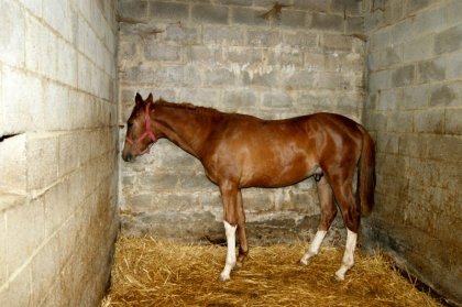 Jeune cheval dans un box
