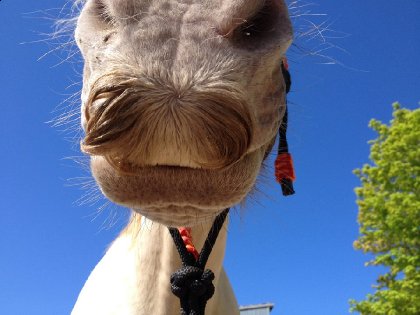 La moustache à Dalie x)