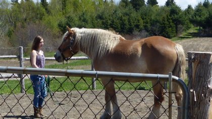 Voila mon nouveau cheval , mon 5eme ! Méo ! un beau belge! :)
