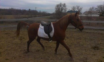 photo par ProudHorse
