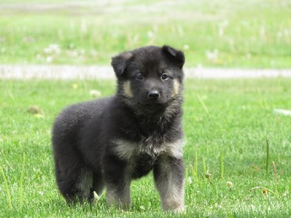 le nouveau chien à mon chum!