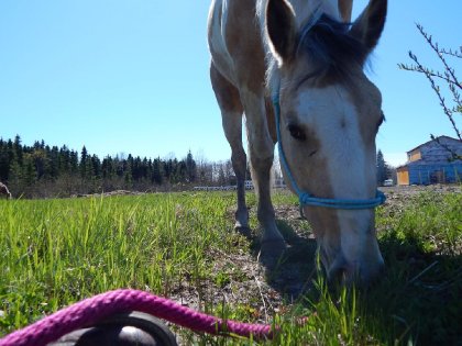 Magics Lacey Pepper, ma demi-pension :) <3