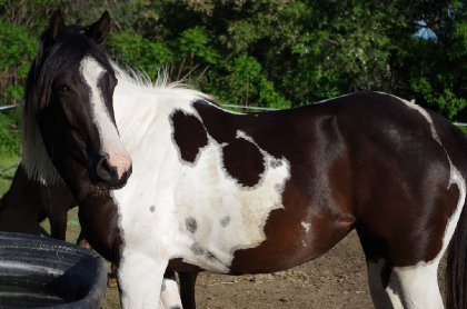 Myska, 3 ans