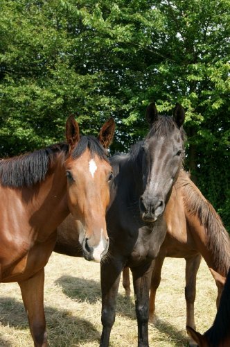 Max et Gitan, un jeune de 2 ans bien costaud et très gentil...