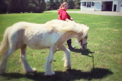 Pouliche Unique Au Québec Gypsy Vanner Palomino Tobiano