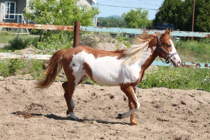 La petite Lucky, la nouvelle pouliche de ma belle soeur!