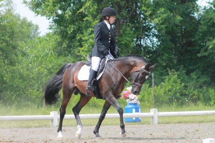 ETALON ARABE EN DRESSAGE