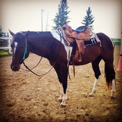 Poney qui muscle! Regardez-moi cette encolure!