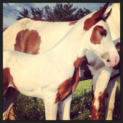 Jeune poulain paint