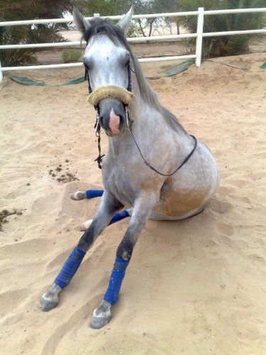 photo par ahmed1