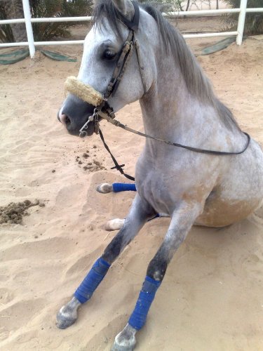 photo par ahmed1