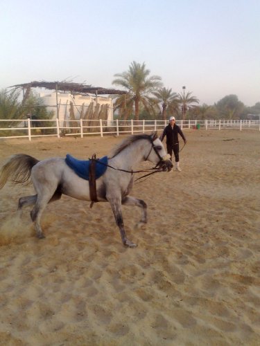 photo par ahmed1