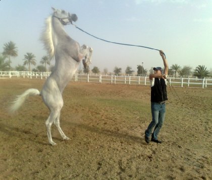 photo par ahmed1