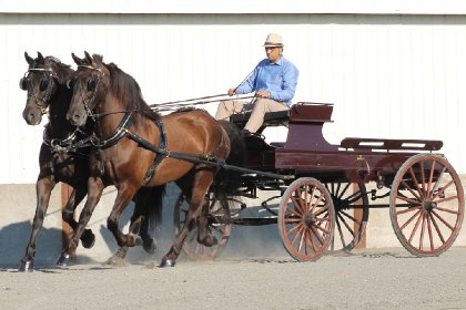 Attelage Expo de Trois-Rivière - Chevaux Canadien