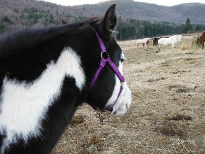 petit poney que je veux <333