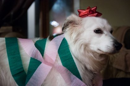 Dixie prête pour faire le party xD