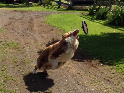 Choco et son Frisbee 