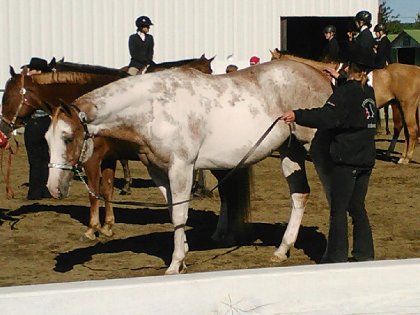 préparation classe showmanship