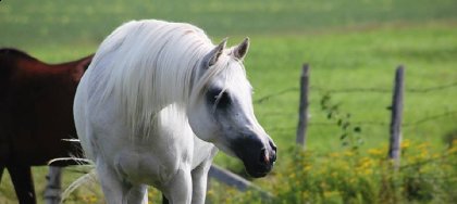 Shakira, ma jument arabe