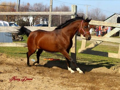 Solafire (Baske Afire x Solada by Solstice)