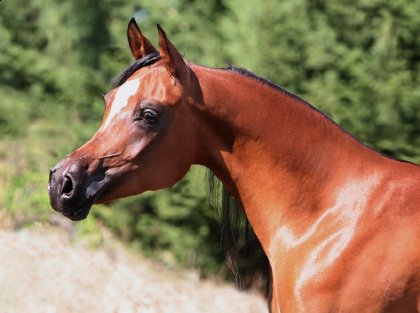 Jabar Tresor( Gazal Al Shaqab x Hello America by Magic Enchanter)