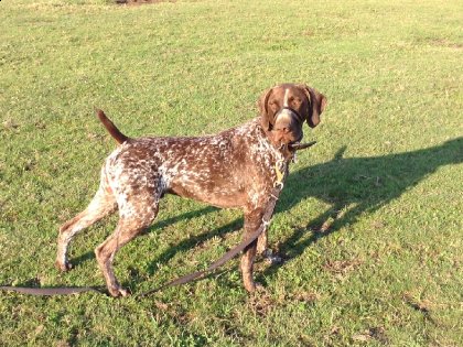 Hunter, notre braque allemand