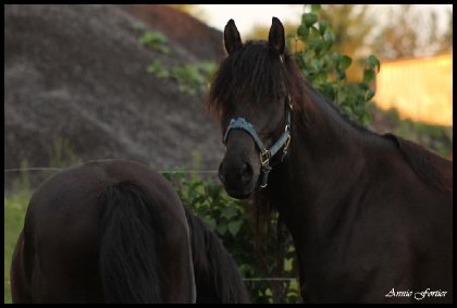 Ti-Loup (tête) & Lazur (fesse)  lol