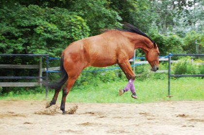 Mon petit standardbred d'amour qui lâche son fou <3