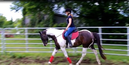 Myska, pouliche de 3 ans, propriété de Meryleen sur le site