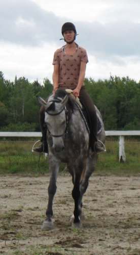 jument gris pommelé en manège