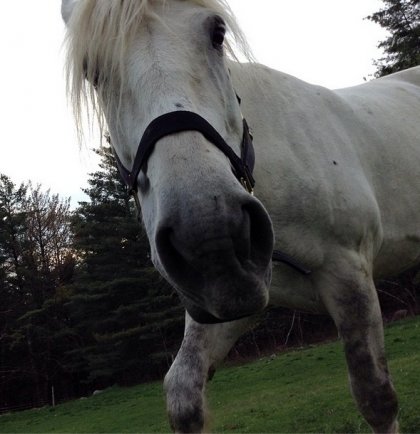 #Selfie façon percheron ;)